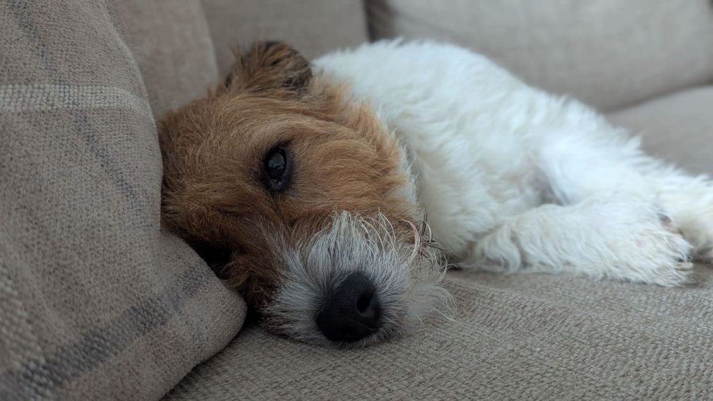 Jack Russell terrier named Benny laying peacefully on a living sofa, illustrating dog safety during 10 month old behaviour changes.