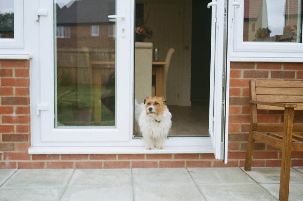 Dog waiting for food