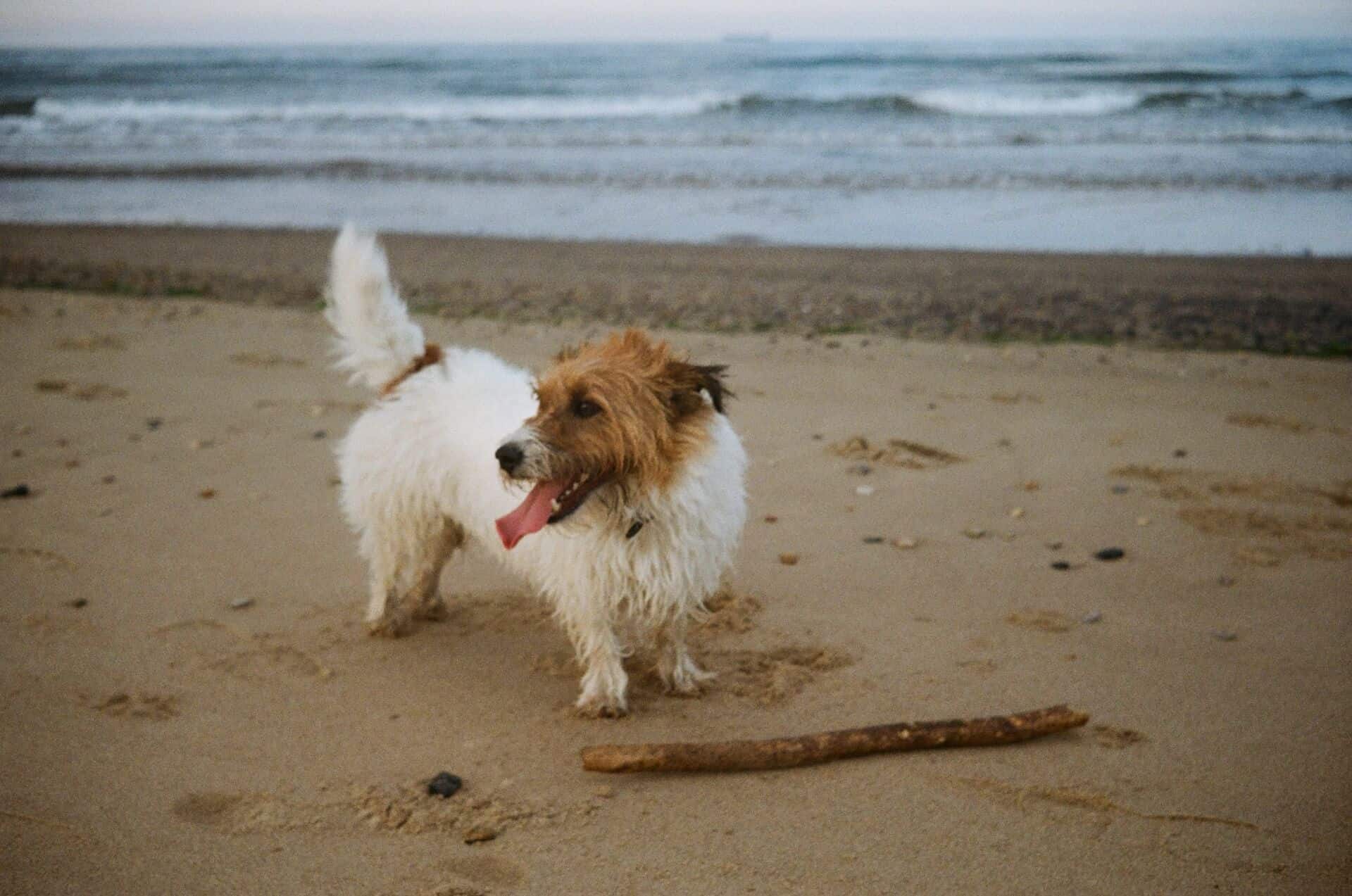 A Wirehaired Jack Russell dog who gained weight from baby food
