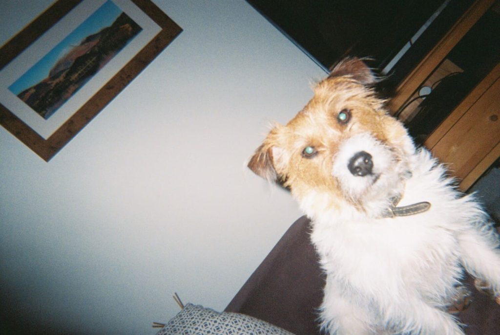 Wirehaired Jack Russell terrier looking attentively up at the camera while practicing training cues for preparing dog for newborn.