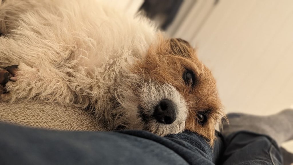 Close up of a scruffy Jack Russell terrier resting his head calmly on a lap, illustrating gentle behaviour when preparing dog for newborn.
