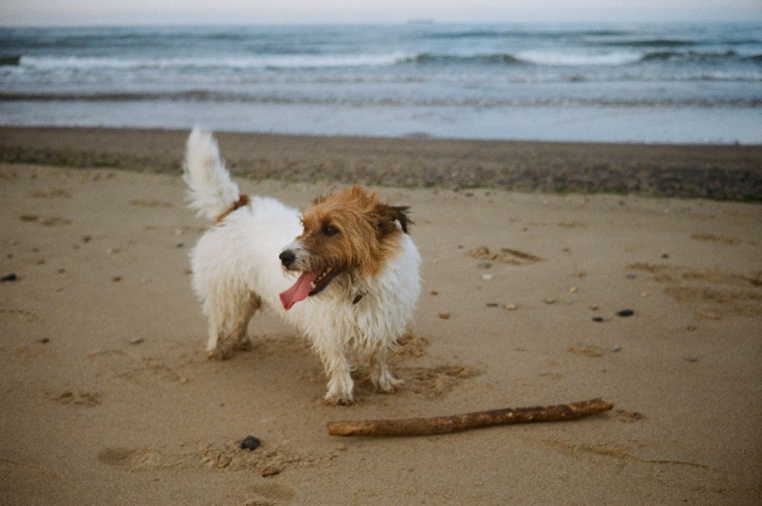 Jack Russell terrier named Benny standing on a sandy beach next to a stick while preparing dog for newborn routine.