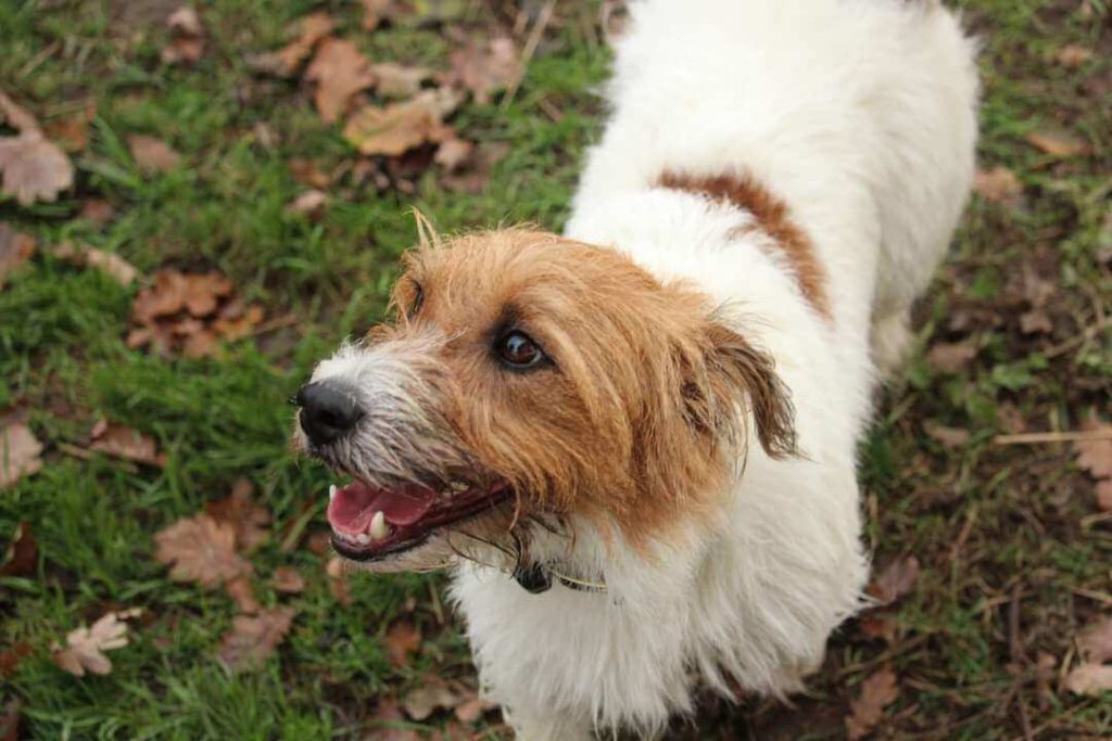 Wirehaired Jack Russell dog getting exercise on a daily walk outdoors